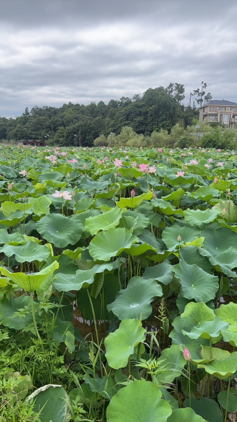 湘莲水果莲蓬