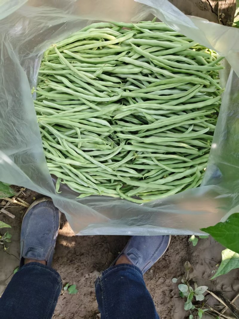 白不老大量供货
