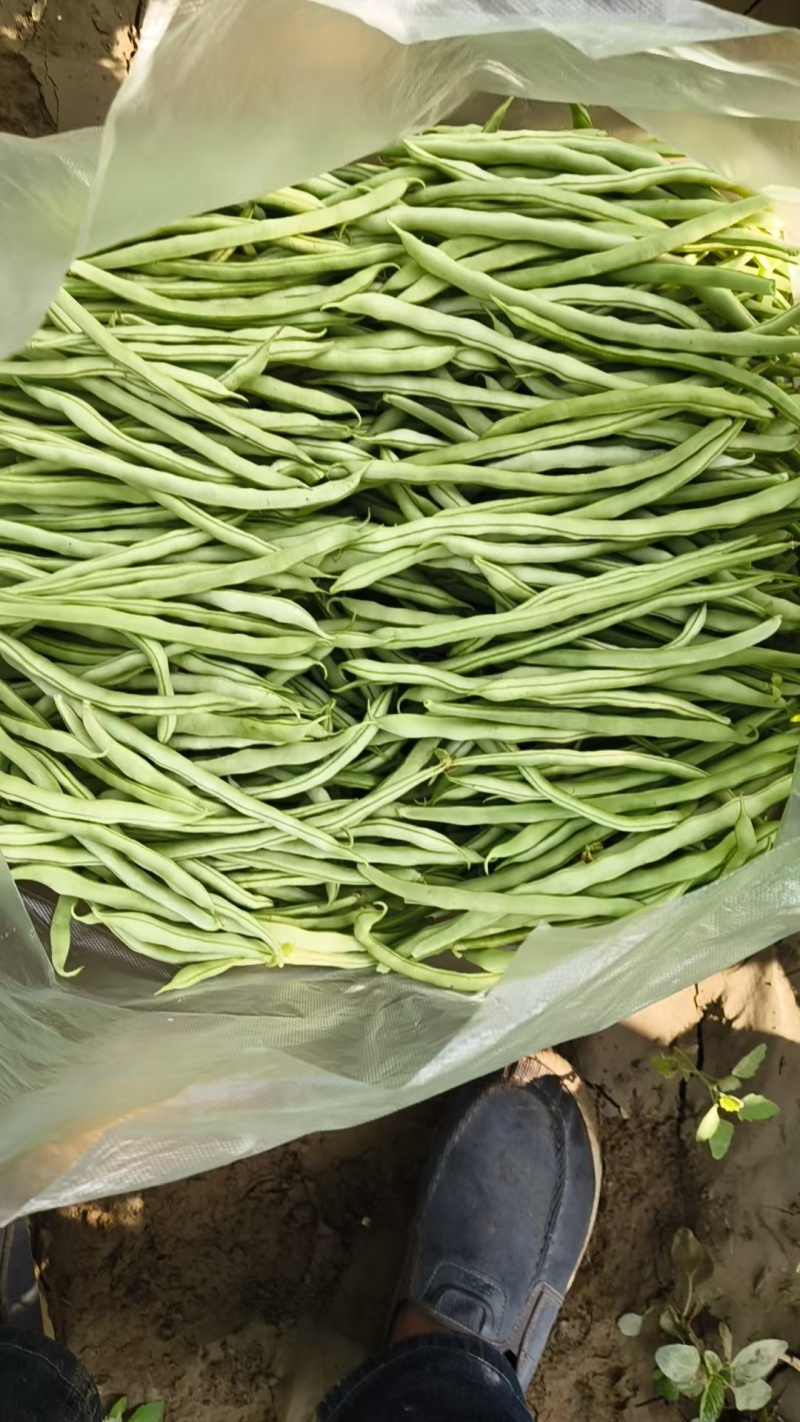 白不老大量供货