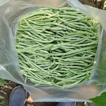 白不老大量供货