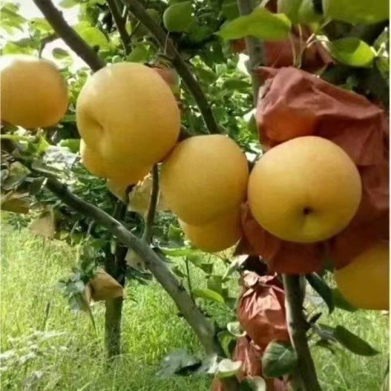 自己家的翠冠梨，有需要的可以联系