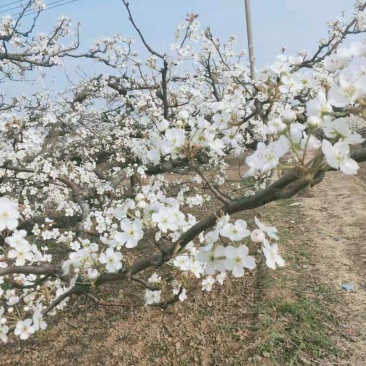 梨花粉，鸭梨花粉，雪梨花粉，规格齐全，新粉上市