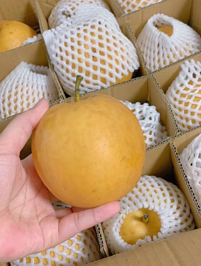 自己家的翠冠梨，有需要的可以联系