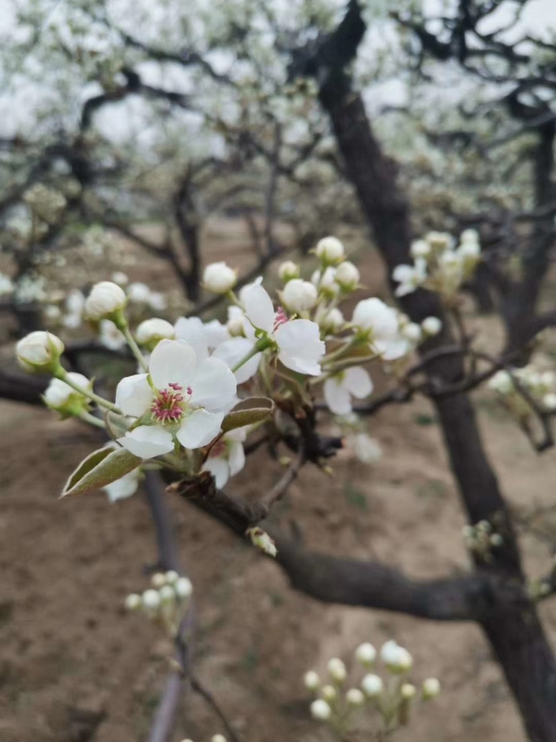 梨花粉，鸭梨花粉，雪梨花粉，规格齐全，新粉上市