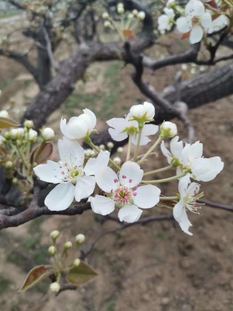 梨花粉，鸭梨花粉，雪梨花粉，规格齐全，新粉上市