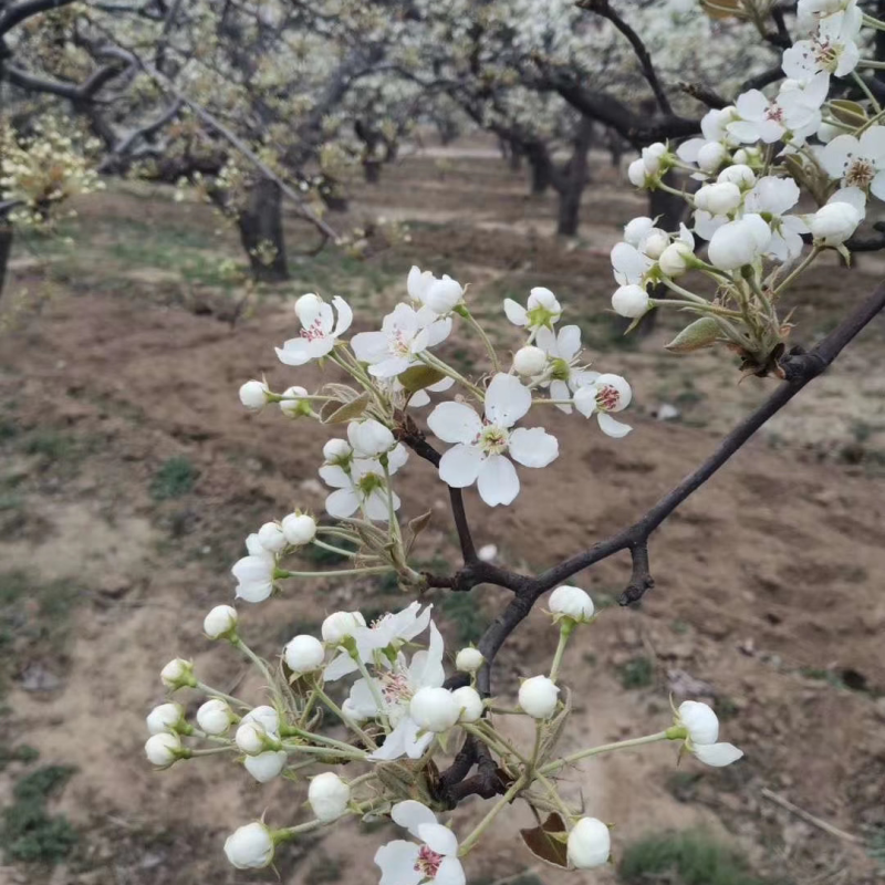 梨花粉，鸭梨花粉，雪梨花粉，规格齐全，新粉上市
