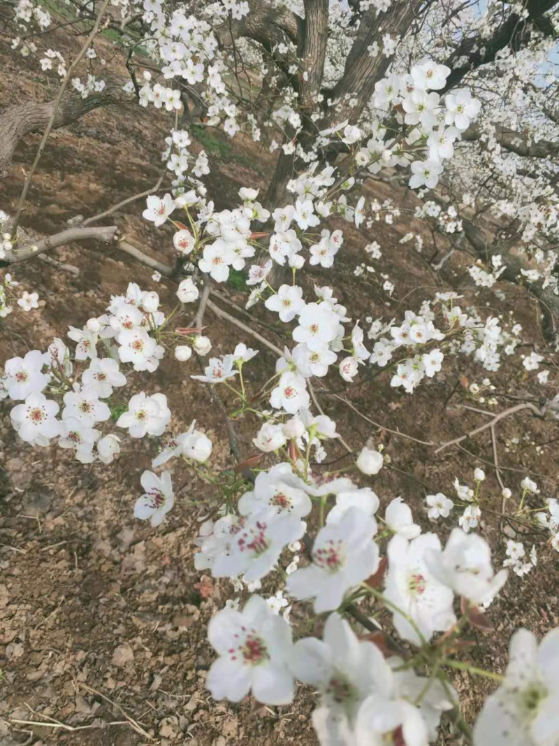 梨花粉，鸭梨花粉，雪梨花粉，规格齐全，新粉上市
