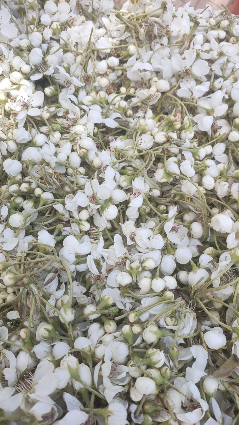 梨花粉，鸭梨花粉，雪梨花粉，规格齐全，新粉上市