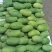 四川攀枝花椰香芒果红贵妃大青芒凯特金煌芒