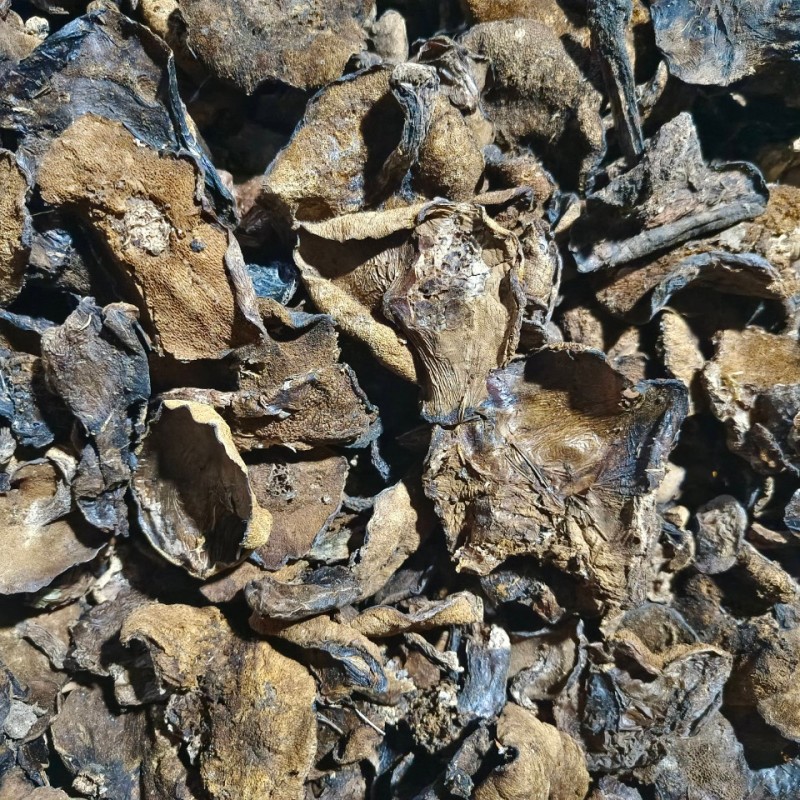 黄牛肝菌干片