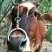 弹簧牛鼻钳牛鼻环牛鼻圈免打孔不锈钢养牛大号牛鼻钳子养殖设