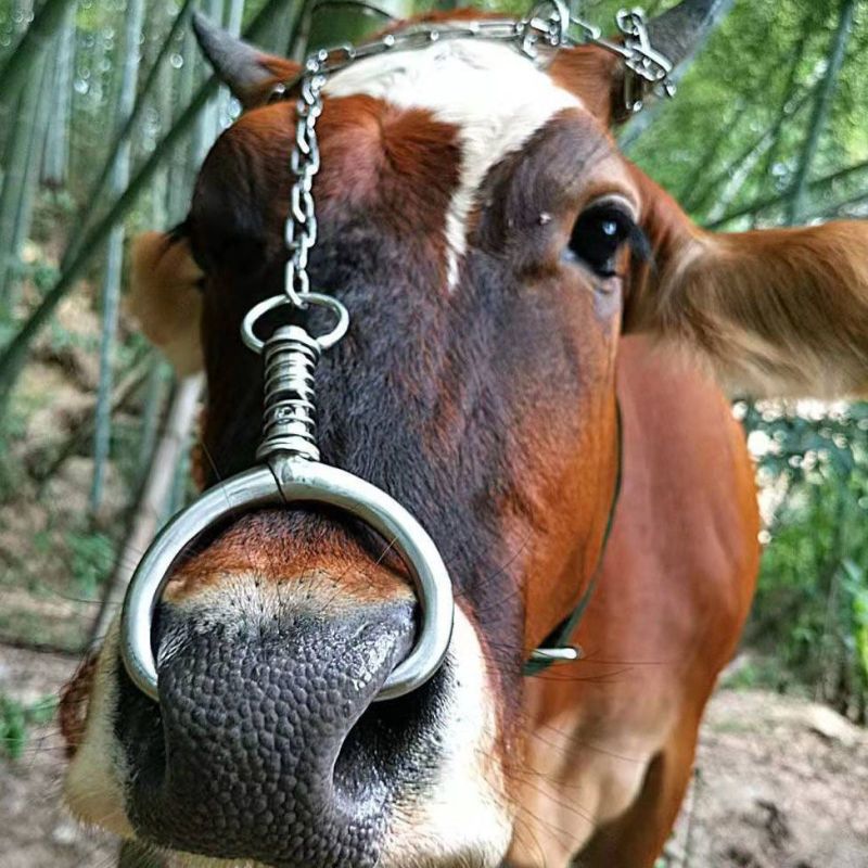弹簧牛鼻钳牛鼻环牛鼻圈免打孔不锈钢养牛大号牛鼻钳子养殖设
