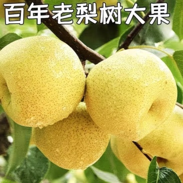 砀山梨