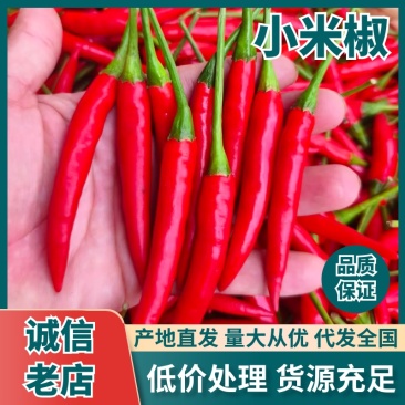 河南商丘小米椒厂家直销价格优惠全国可发大量上市中