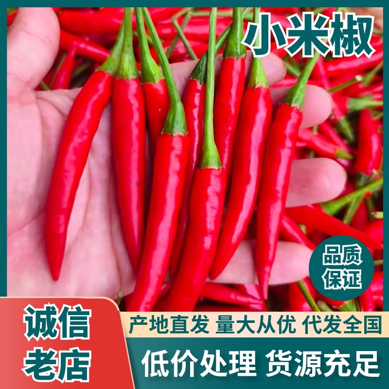 河南商丘小米椒厂家直销价格优惠全国可发大量上市中