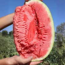 中卫硒砂瓜/中卫石头瓜/宁夏西瓜已大量上市产地直供