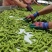 大棚毛豆大量上市品质保证诚信经营欢迎老板来电