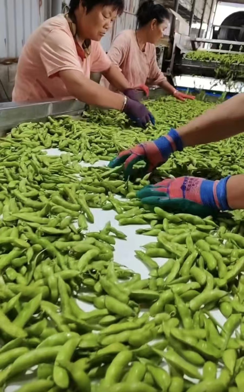 山东毛豆大量上市了一手货源品质保证诚信经营欢迎来电