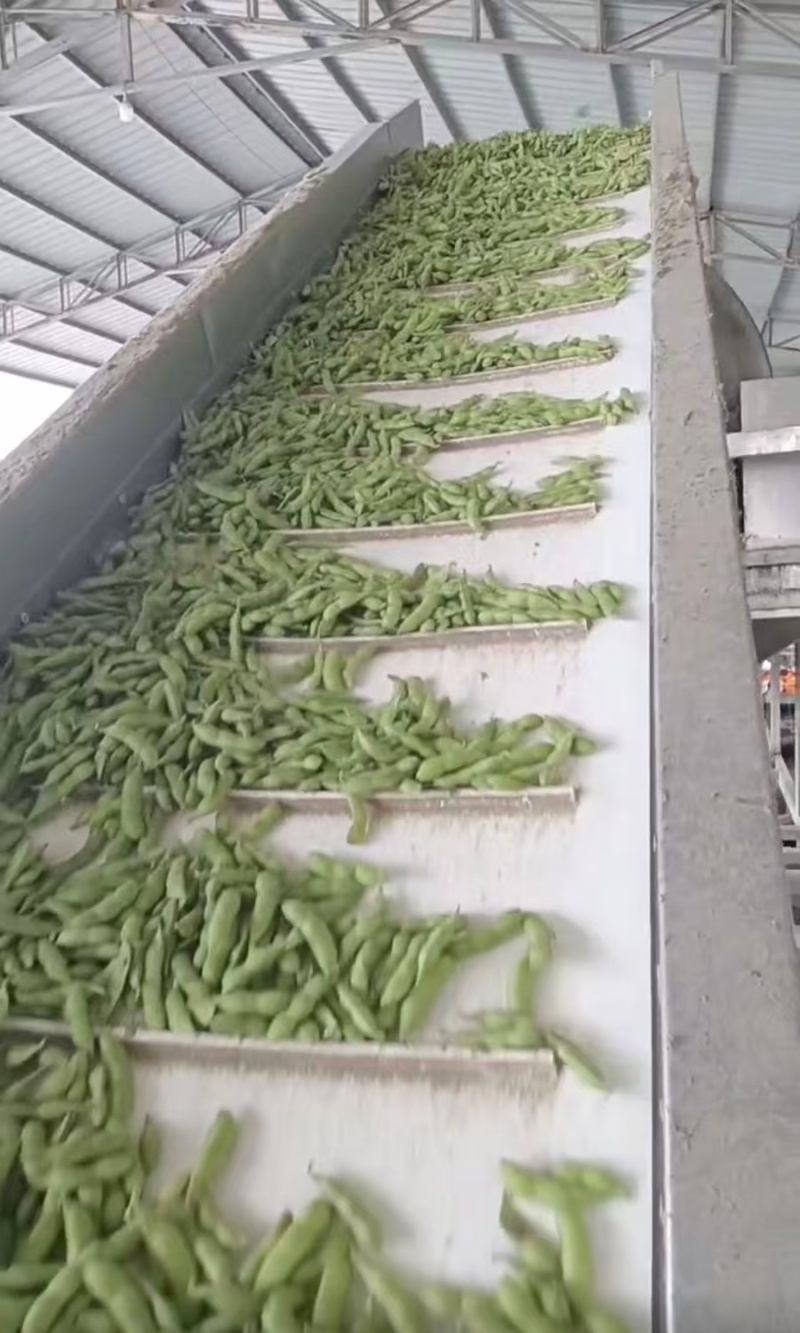 山东毛豆大量上市了一手货源品质保证诚信经营欢迎来电