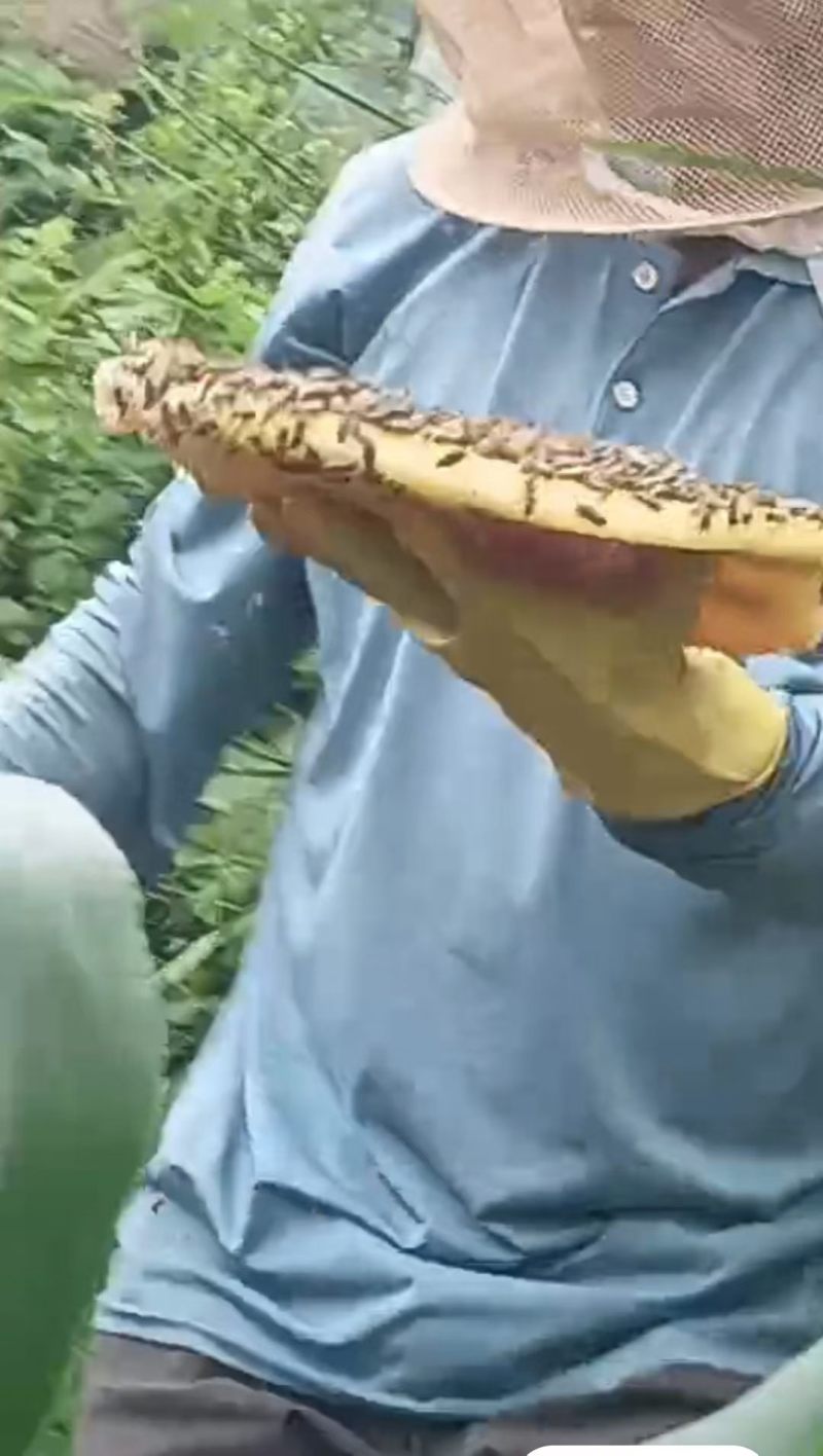 土家野生蜜，一手货源，保质保量，诚信经营，量大从优