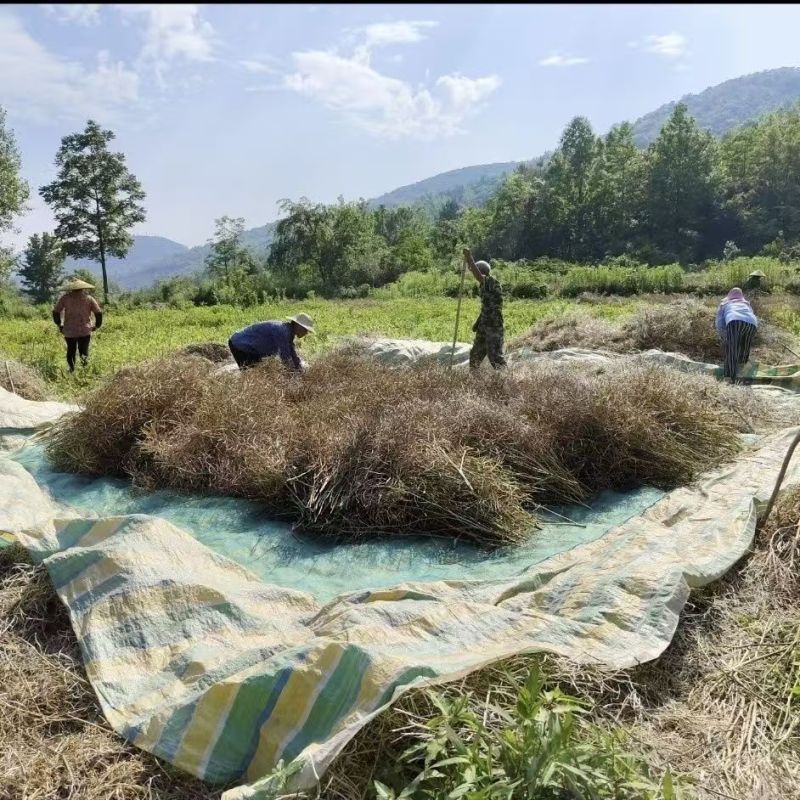 菜籽过滤网油菜籽分离筛网晾晒鱼虾杂物网米粒大小筛子折叠小