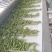 山东毛豆大量上市品质保证诚信经营欢迎各位老板选购