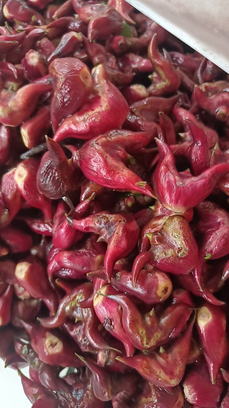 新鲜现摘现发老菱角湖北特产水红嫩菱角2026年新菱角
