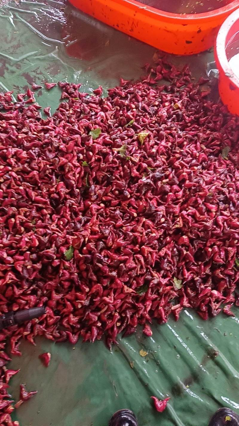 新鲜现摘现发老菱角湖北特产水红嫩菱角2026年新菱角