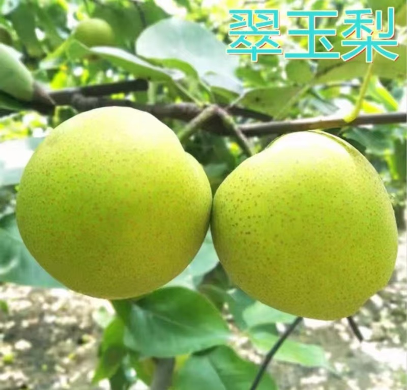 宁陵青皮梨翠玉梨早熟梨产地直供量大从优价格实惠