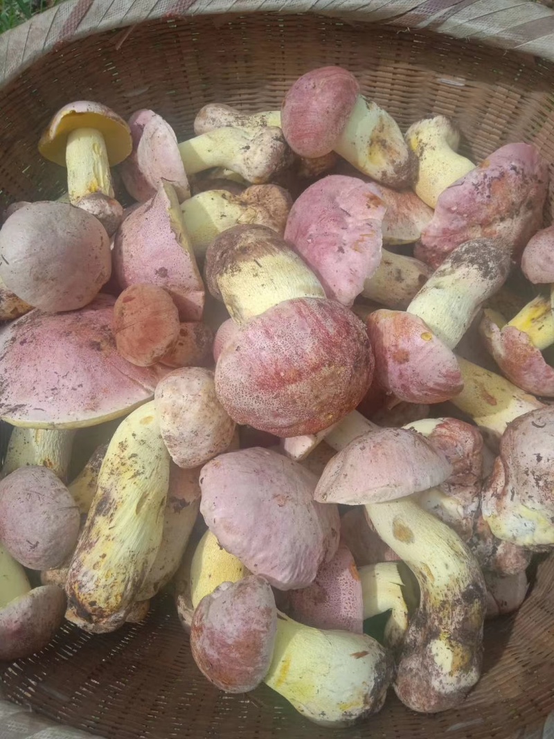 云南野生菌