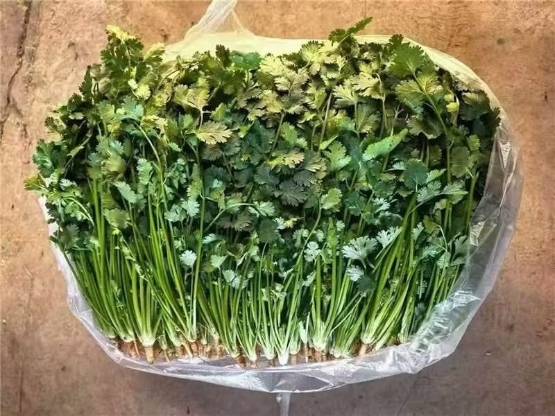 【精品】铁杆青香菜大量上市中量大对接批发市场电商