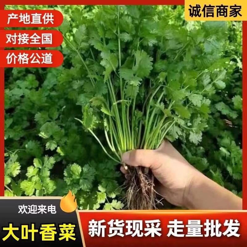 【精品】铁杆青香菜大量上市中量大对接批发市场电商