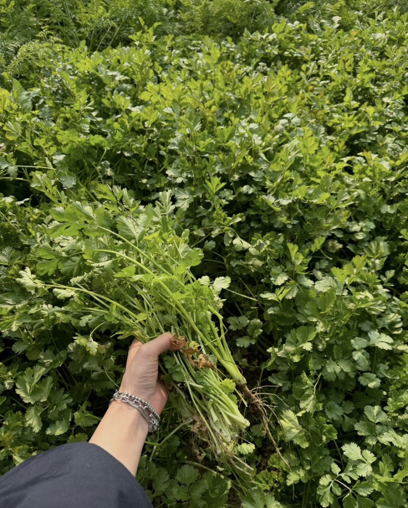 【精品】铁杆青香菜大量上市中量大对接批发市场电商