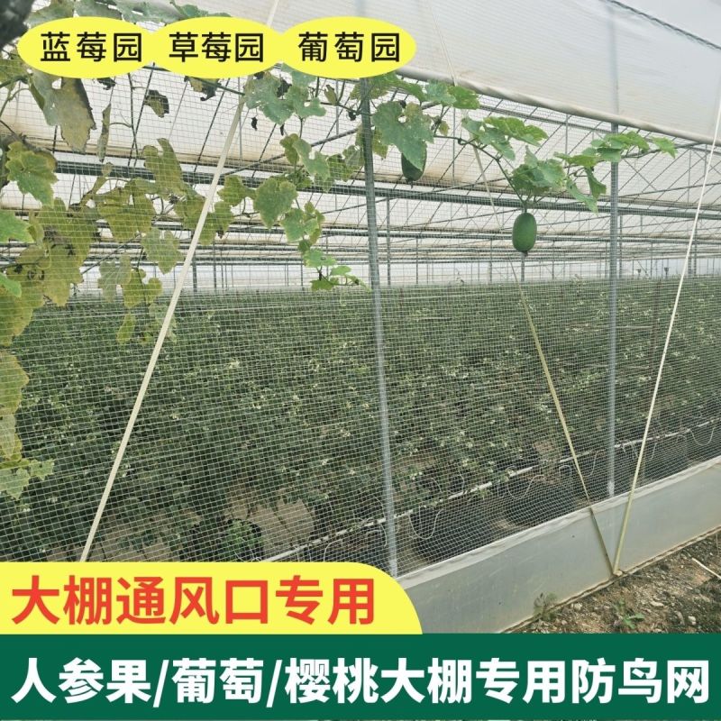防鸟网方格网大棚放风口用结实耐用抗老化
