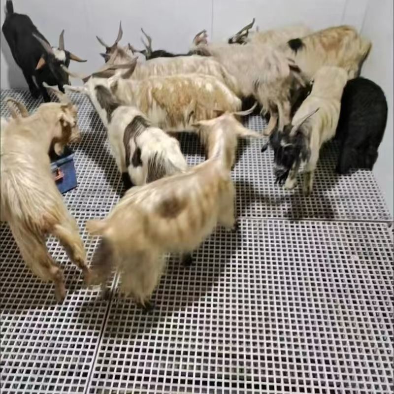牛羊猪地网镂空网格板牛圈漏粪板地垫养猪专用漏粪板鸽子鸡鸭