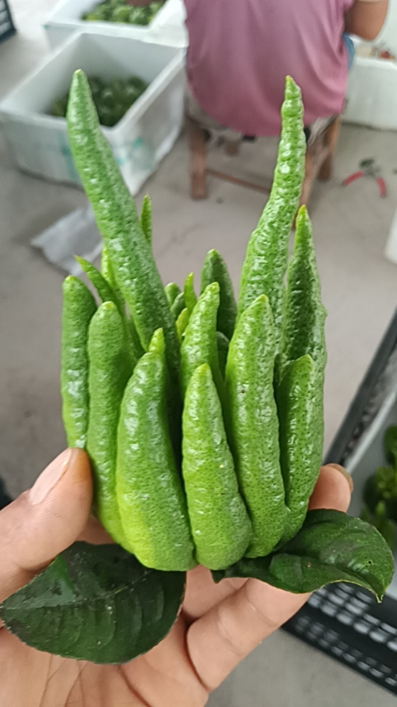 佛手