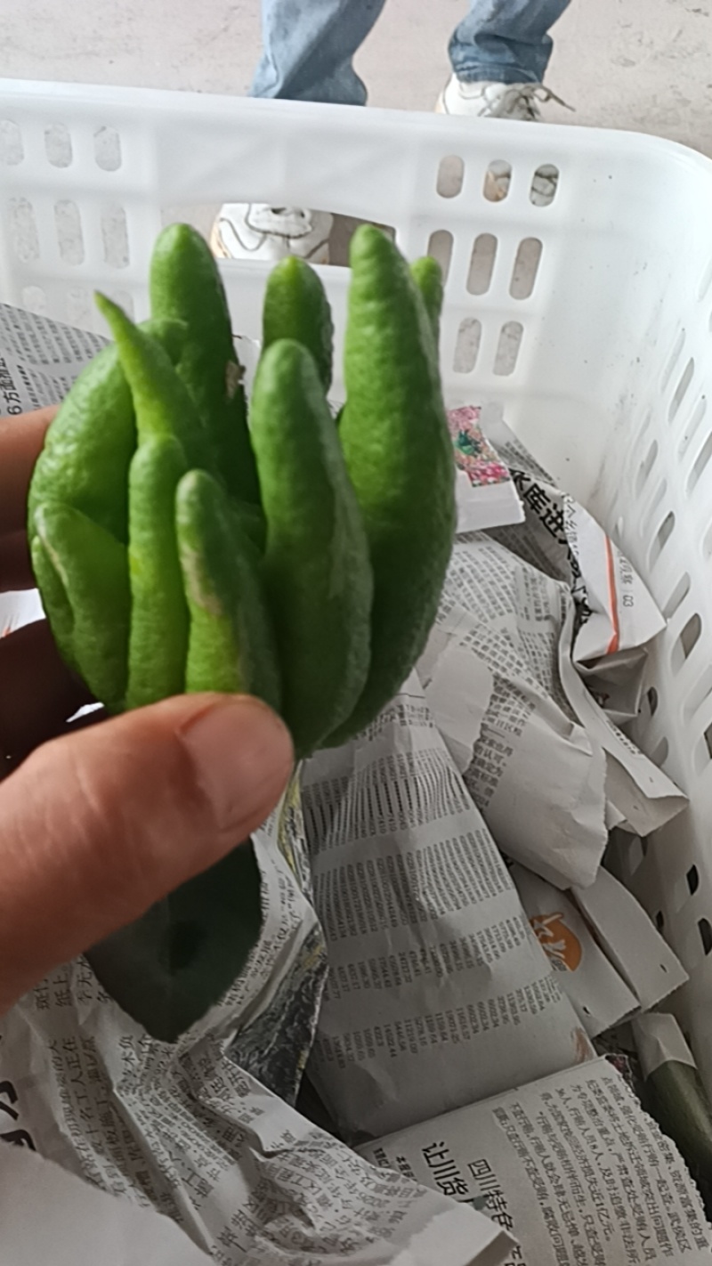 佛手