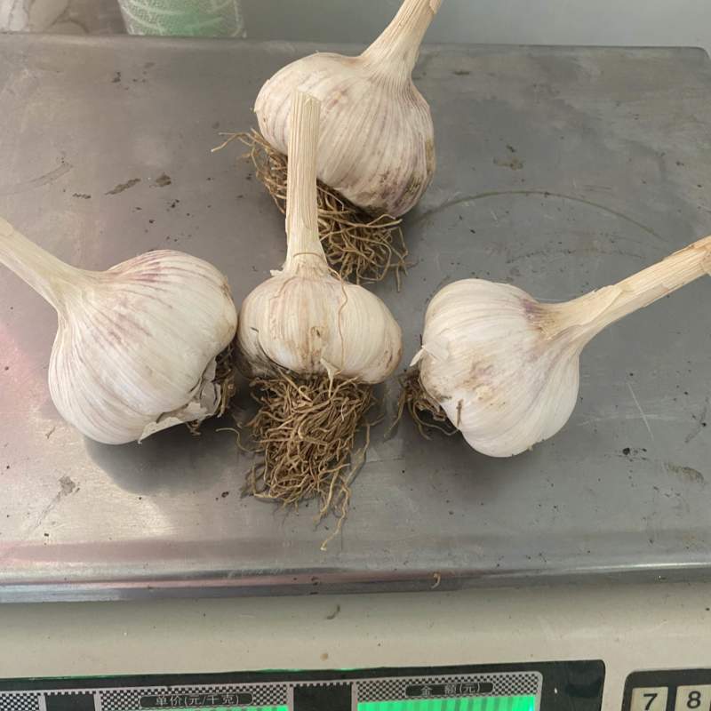 蒜黄料，蒜米，大蒜，大蒜种植。蒜苗料。