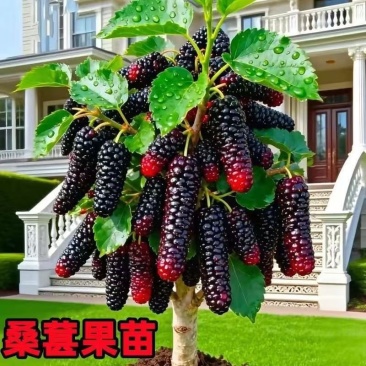 白色长果桑树苗白玉王桑葚苗盆栽地栽南北方种植