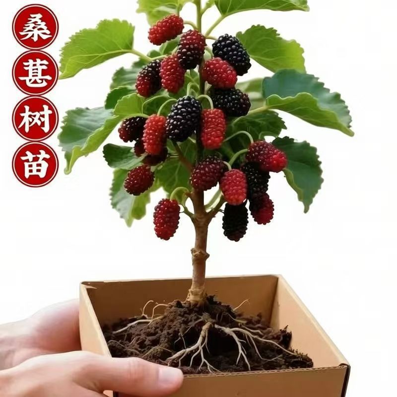 白色长果桑树苗白玉王桑葚苗盆栽地栽南北方种植