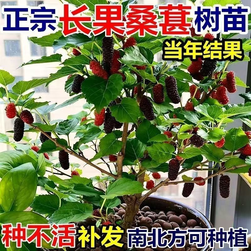 白色长果桑树苗白玉王桑葚苗盆栽地栽南北方种植