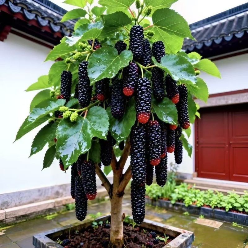 白色长果桑树苗白玉王桑葚苗盆栽地栽南北方种植