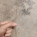 白色长果桑树苗白玉王桑葚苗盆栽地栽南北方种植