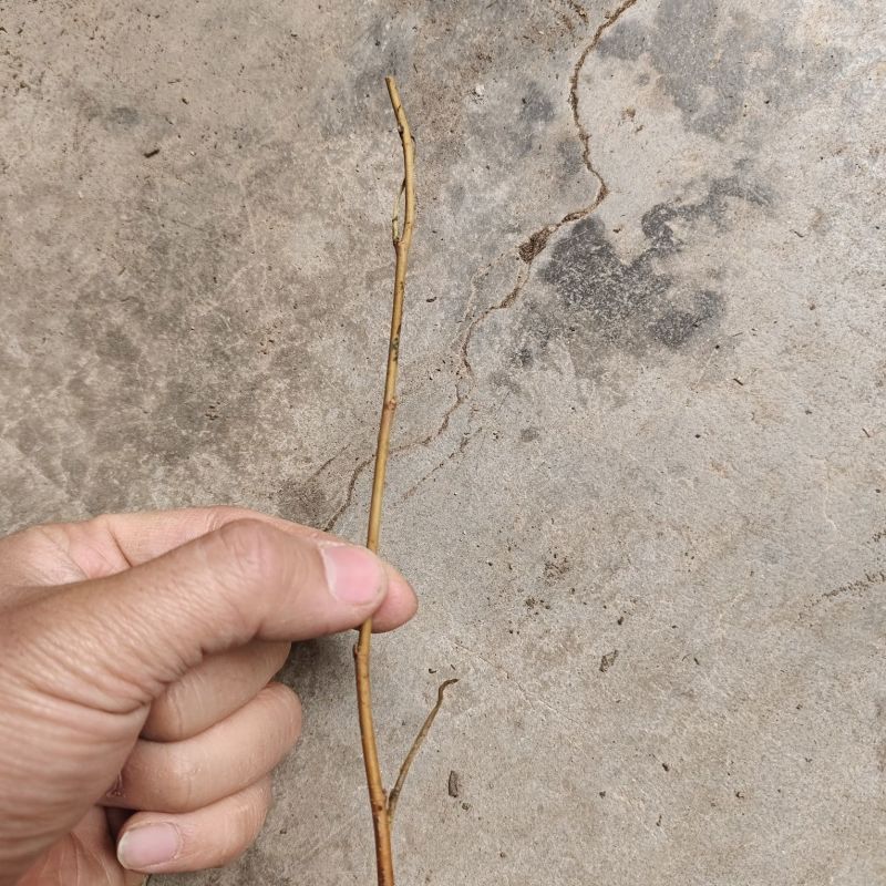 白色长果桑树苗白玉王桑葚苗盆栽地栽南北方种植