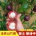 山竹树苗正宗无核山竹果苗南方北方种植四季庭院盆栽