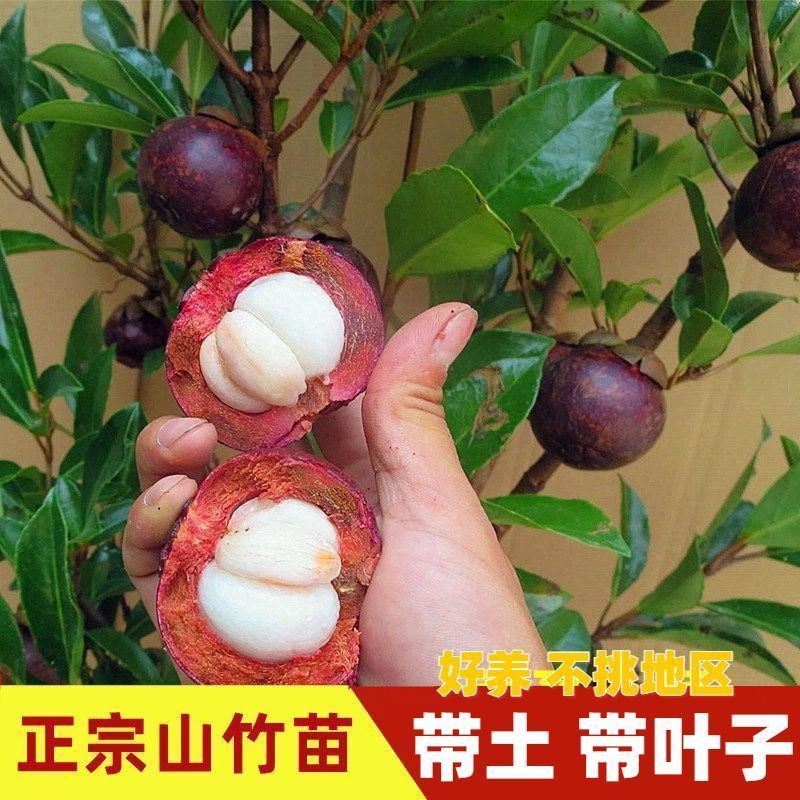 山竹树苗正宗无核山竹果苗南方北方种植四季庭院盆栽