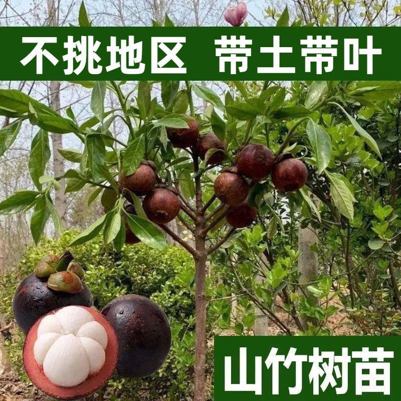 山竹树苗正宗无核山竹果苗南方北方种植四季庭院盆栽
