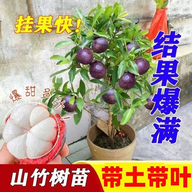 山竹树苗正宗无核山竹果苗南方北方种植四季庭院盆栽
