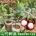 山竹树苗正宗无核山竹果苗南方北方种植四季庭院盆栽
