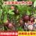 山竹树苗正宗无核山竹果苗南方北方种植四季庭院盆栽